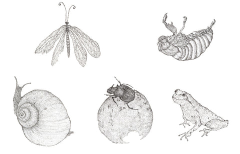 Little Creatures Mini Cards in Match Box