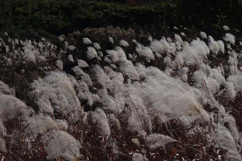 Holiday Order Cut-Off Dates for 2025